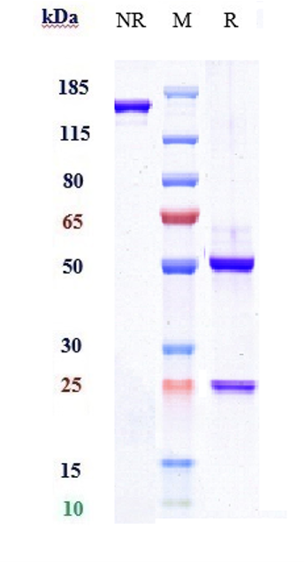 Anti-P-Selectin/CD62p Reference Antibody (crizanlizumab) on SDS-PAGE under reducing (R) condition