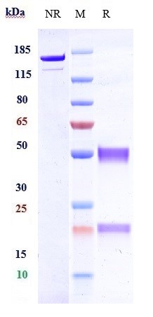 Anti-RGMC/HFE2 Reference Antibody (DISC-0974) on SDS-PAGE under reducing (R) condition