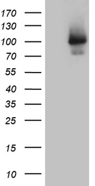 m32253 anti c2cd6 mouse monoclonal antibody clone id oti7a8 wb testing 1