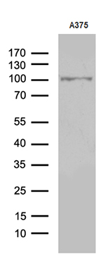 m32253 anti c2cd6 mouse monoclonal antibody clone id oti7a8 wb testing 2