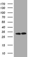 HEK293T cells were transfected with the pCMV6-ENTRY control (Left lane) or pCMV6-ENTRY ATP5C1 (Right lane) cDNA for 48 hrs and lysed