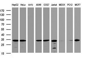 Western blot analysis of extracts (35ug) from 9 different cell lines by using anti-ATP5C1 monoclonal antibody (HepG2: human; HeLa: human; SVT2: mouse; A549: human; COS7: monkey; Jurkat: human; MDCK: canine; PC12: rat; MCF7: human)
