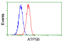 m32270 1 anti atp5f1b mouse monoclonal antibody clone id oti1b10 flow cytometry testing 6