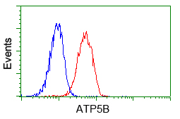 m32270 1 anti atp5f1b mouse monoclonal antibody clone id oti1b10 flow cytometry testing 7