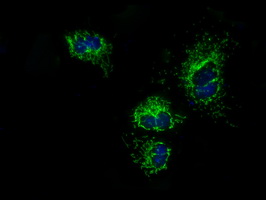 m32270 1 anti atp5f1b mouse monoclonal antibody clone id oti1b10 if testing 8