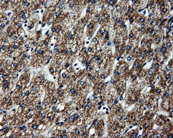 m32270 1 anti atp5f1b mouse monoclonal antibody clone id oti1b10 ihc testing 4