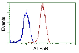 Flow cytometric analysis of Jurkat cells
