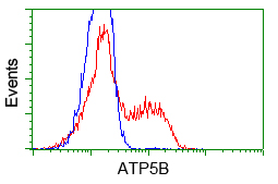 HEK293T cells transfected with either pCMV6-ENTRY ATP5B (Red) or empty vector control plasmid (Blue) were immunostained with anti-ATP5B mouse monoclonal (M32270)