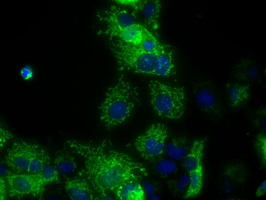 m32270 anti atp5f1b mouse monoclonal antibody clone id oti1f7 if testing 11