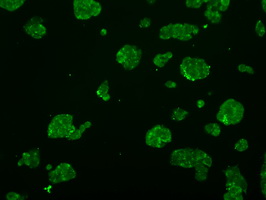 m32270 anti atp5f1b mouse monoclonal antibody clone id oti1f7 if testing 12