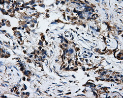 m32270 anti atp5f1b mouse monoclonal antibody clone id oti1f7 ihc testing 4