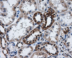 m32270 anti atp5f1b mouse monoclonal antibody clone id oti1f7 ihc testing 5
