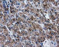 m32270 anti atp5f1b mouse monoclonal antibody clone id oti1f7 ihc testing 6