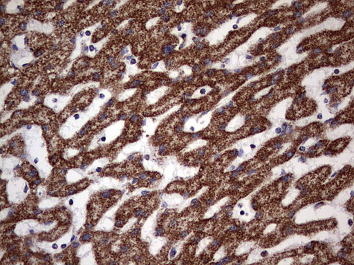 m32274 anti atp5po mouse monoclonal antibody clone id oti2e9 ihc testing 4