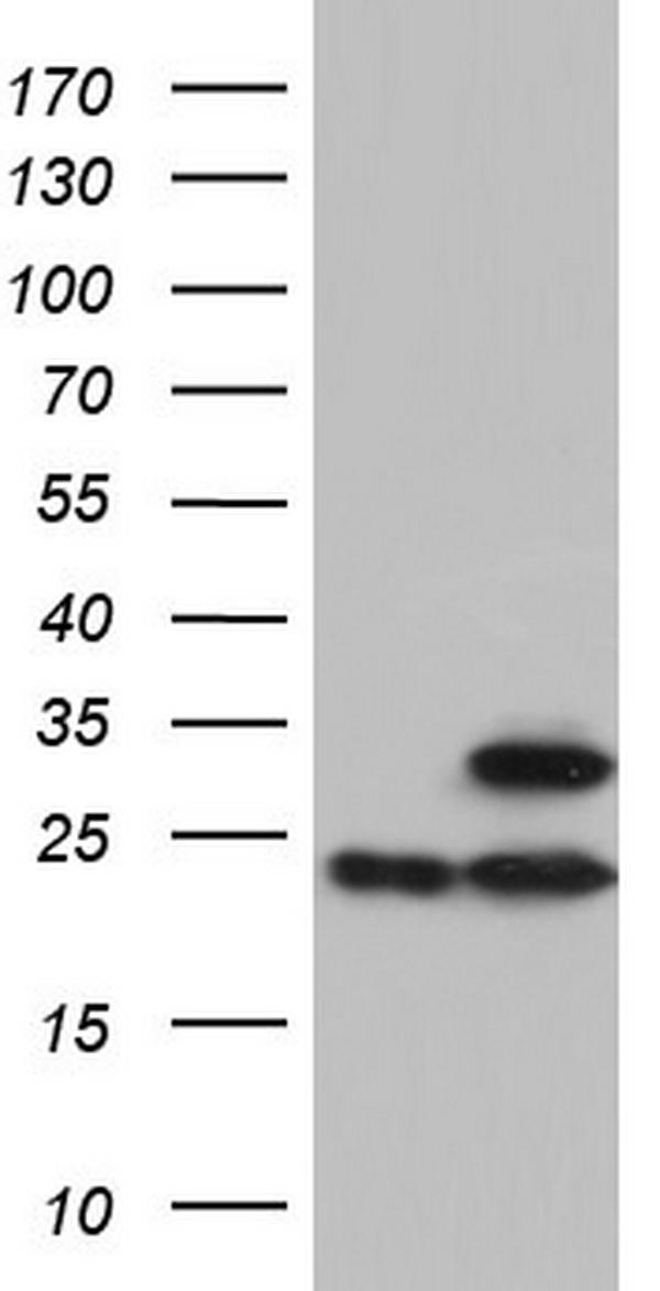 m32274 anti atp5po mouse monoclonal antibody clone id oti2e9 wb testing 1