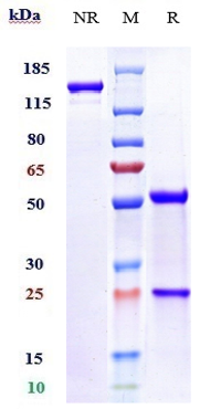 Anti-B7-H5/VISTA Reference Antibody (onvatilimab) on SDS-PAGE under reducing (R) condition
