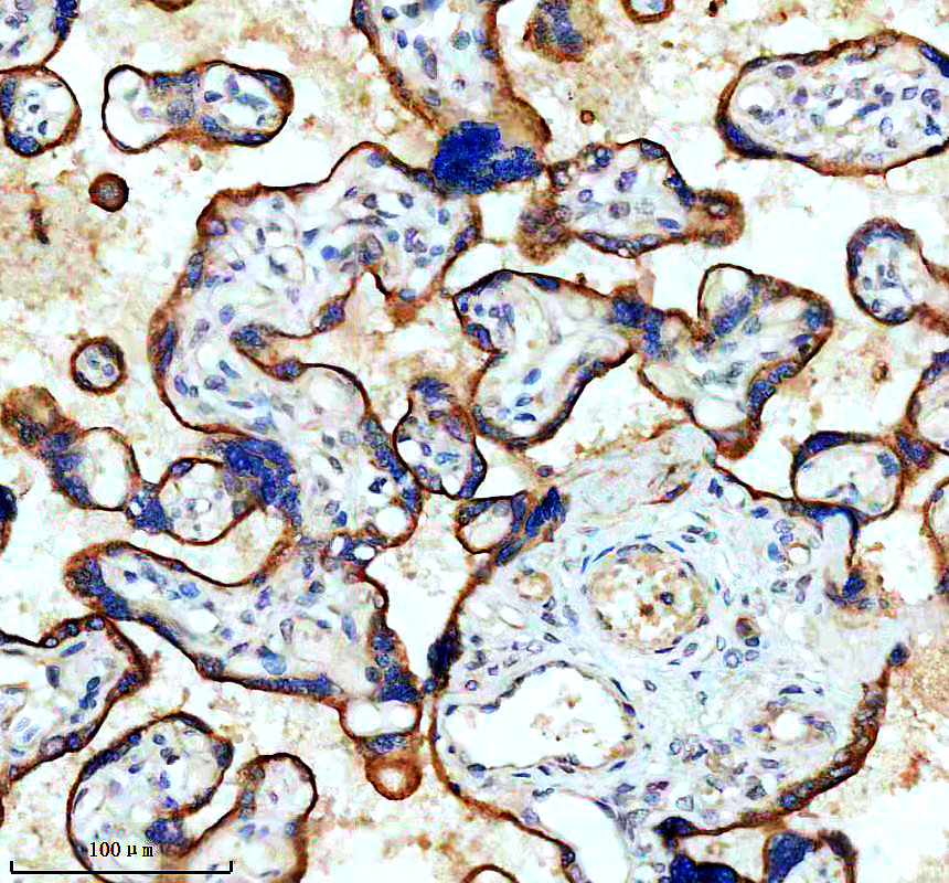 m32320 2 vista primary antibodies ihc testing 1