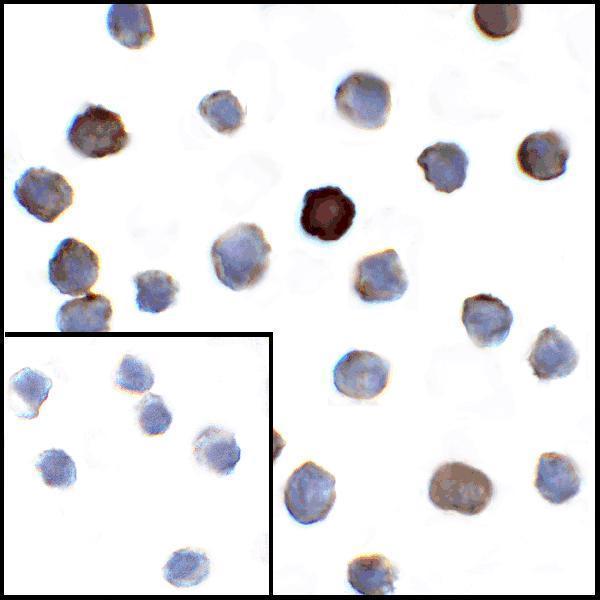 m32320 vsir primary antibodies icc testing 2