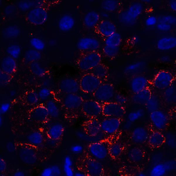 m32320 vsir primary antibodies if testing 4