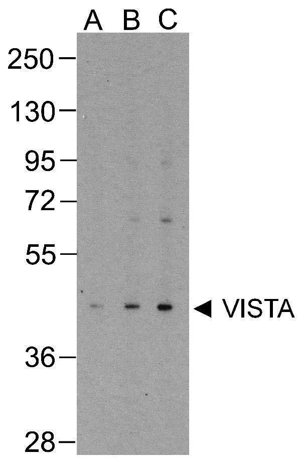 m32320 vsir primary antibodies wb testing 1