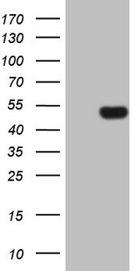 HEK293T cells were transfected with the pCMV6-ENTRY control (Left lane) or pCMV6-ENTRY FIGF (Right lane) cDNA for 48 hrs and lysed
