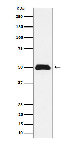 Western blot analysis of CCDC98 expression in MCF7 cell lysate