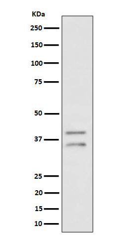 Western blot analysis of UFD1L expression in HeLa cell lysate