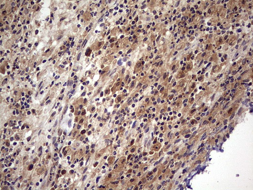 m32358 anti ufd1 mouse monoclonal antibody clone id oti8g6 ihc testing 11