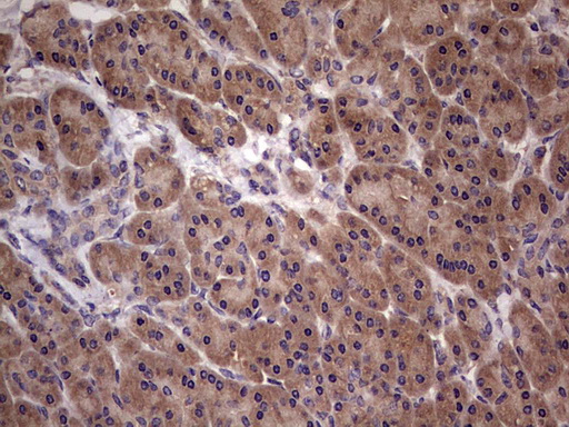 m32358 anti ufd1 mouse monoclonal antibody clone id oti8g6 ihc testing 4