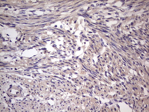 m32358 anti ufd1 mouse monoclonal antibody clone id oti8g6 ihc testing 8