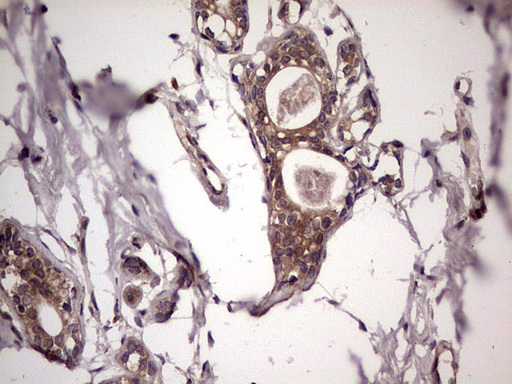 m32358 anti ufd1 mouse monoclonal antibody clone id oti8g6 ihc testing 9