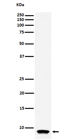 Western blot analysis of ATP5G1 expression in HL-60 cell lysate