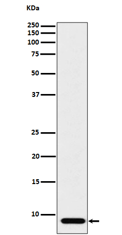 Western blot analysis of ATP5G1 expression in HeLa cell lysate