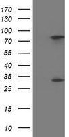 m32428 1 anti pycr3 mouse monoclonal antibody clone id oti3e1 wb testing 1