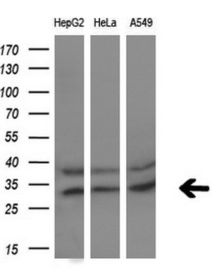 m32428 1 anti pycr3 mouse monoclonal antibody clone id oti3e1 wb testing 2