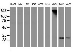 m32428 2 anti pycr3 mouse monoclonal antibody clone id oti1b12 wb testing 2