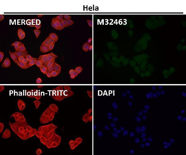 Immunofluorescent analysis using the Antibody at 1:50 dilution