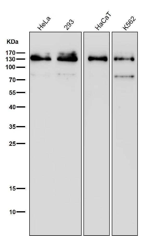 All lanes use the Antibody at 1:500 dilution for 1 hour at room temperature
