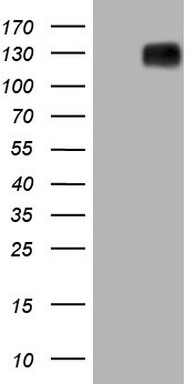 m32468 anti mrtfa mouse monoclonal antibody clone id oti3g7 wb testing 1