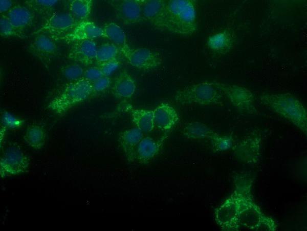 m32476 anti nipsnap2 mouse monoclonal antibody clone id oti1d6 if testing 4