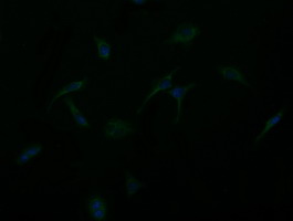 m32476 anti nipsnap2 mouse monoclonal antibody clone id oti1d6 if testing 5