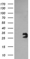 m32476 anti nipsnap2 mouse monoclonal antibody clone id oti1d6 wb testing 1