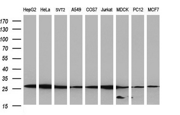 m32476 anti nipsnap2 mouse monoclonal antibody clone id oti1d6 wb testing 2