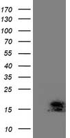 m32743 anti ecrg4 mouse monoclonal antibody clone id oti3b10 wb testing 1