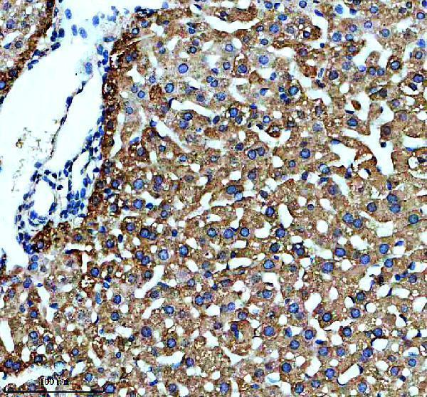 m32769 scd1 primary antibodies ihc testing 1
