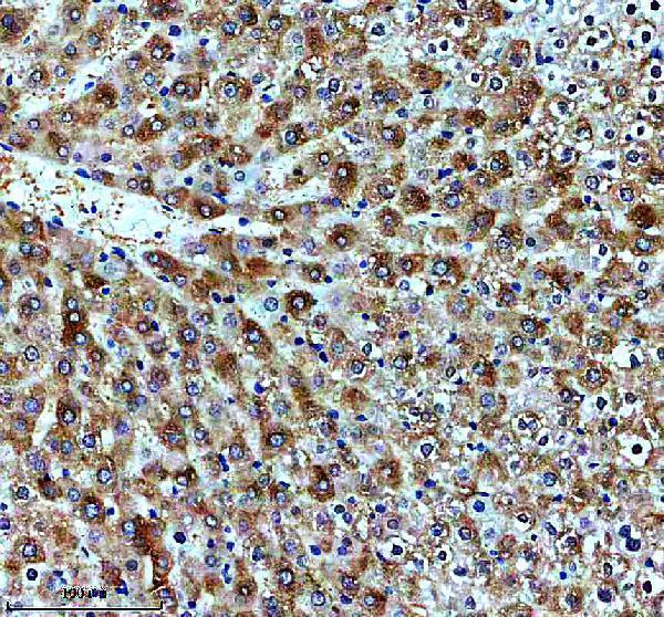 m32769 scd1 primary antibodies ihc testing 2