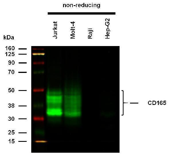 m33909 hu cd165 primary antibodies wb testing 1