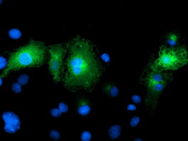 m33920 anti lratd2 mouse monoclonal antibody clone id oti1d12 if testing 5