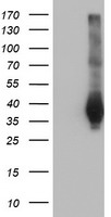 m33920 anti lratd2 mouse monoclonal antibody clone id oti1d12 wb testing 1