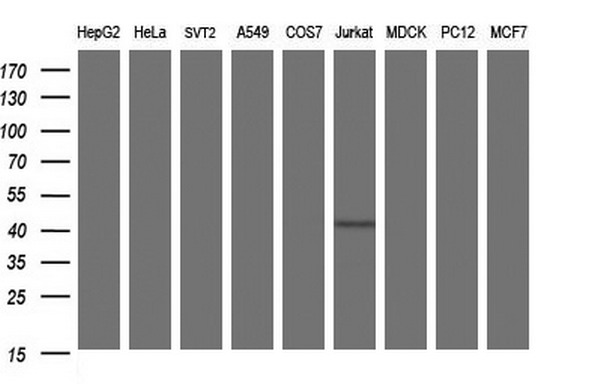 Western blot analysis of extracts (35ug) from 9 different cell lines by using anti-SEPT1 monoclonal antibody (HepG2: human; HeLa: human; SVT2: mouse; A549: human; COS7: monkey; Jurkat: human; MDCK: canine; PC12: rat; MCF7: human)